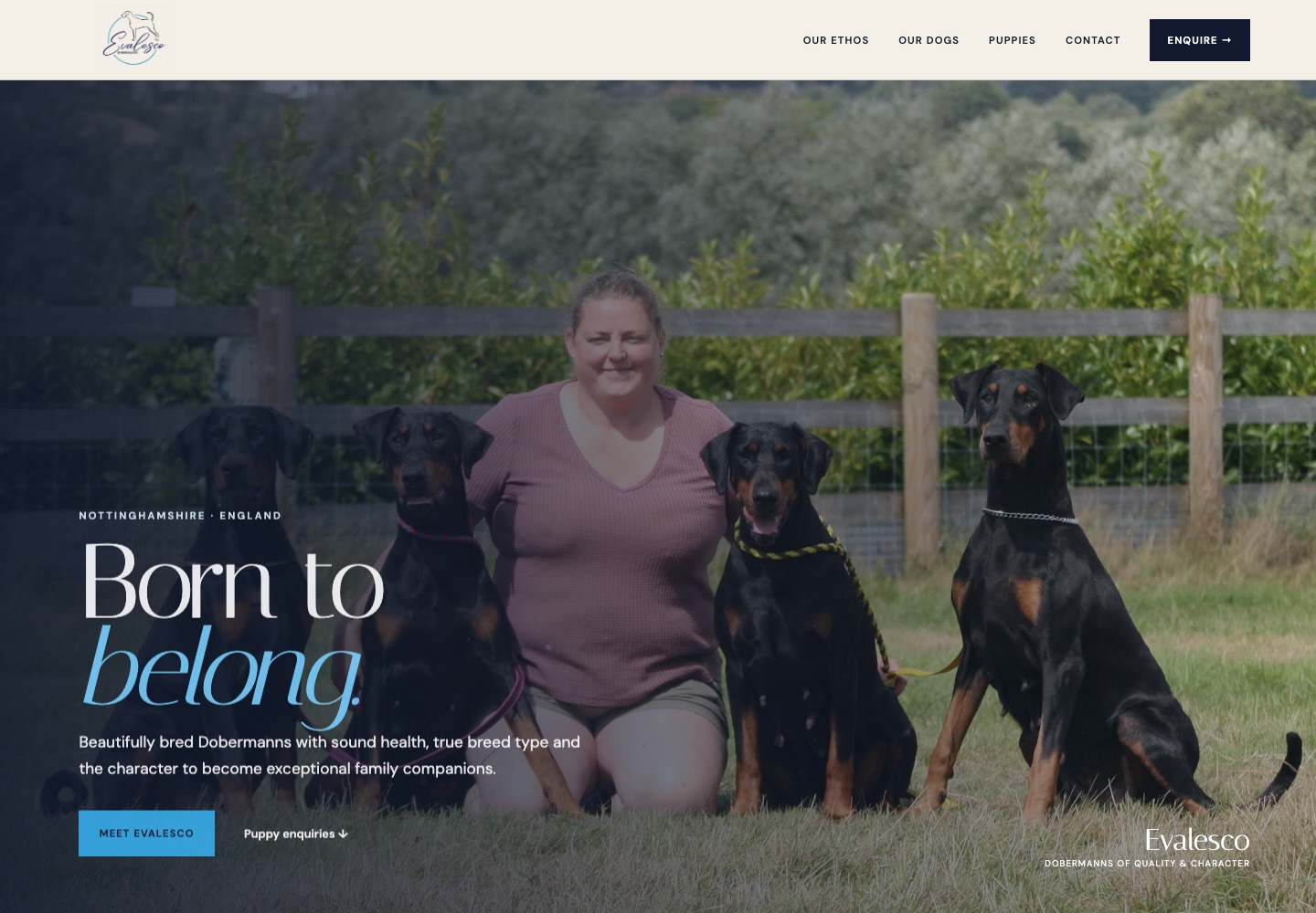 Evalesco Dobermanns website concept